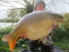 planchette carp-29